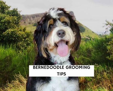 3 Best Bernedoodle Grooming Tips! (2022) - We Love Doodles Bernedoodle Grooming, Dog Grooming Tubs, Dog Grooming Tools, Poofy Hair, Love Doodles, Excess Hair, Hair Trim, Grooming Tips, Miniature Poodle