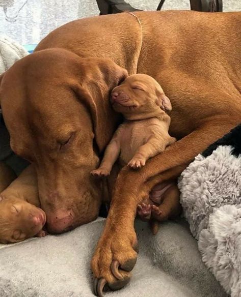 Vizsla Dog, Hungarian Vizsla, Vizsla Dogs, Sleepy Dogs, Weimaraner Dogs, Cute Dog Photos, Vizsla Puppies, Pets 3, Best Dog Breeds