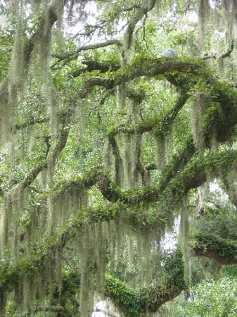 Spanish Moss Trees, Brookgreen Gardens, Coastal South Carolina, Travel America, Fake Trees, Live Oak Trees, Murrells Inlet, Tree Lover, Moss Garden