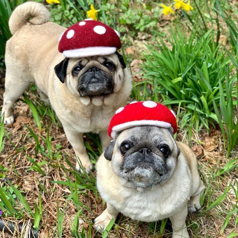 Chia Pet Costume, Dog Mushroom Costume, Pug Costume Halloween, Dogs On Mushrooms, Dog With Frog Hat, Mushroom Costume, Mushroom Hat, Crochet Mushroom, Dog Hat