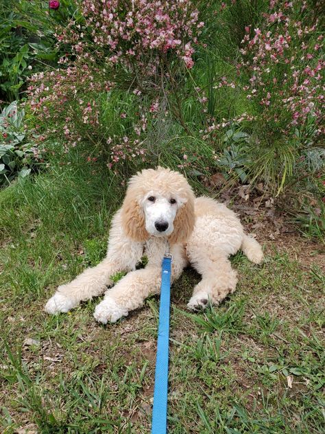 Standard Poodle Teddy Bear, Cream Poodle, Moyen Poodle, Poodle Haircut, 5 Month Old, Poodle Puppies, Hypoallergenic Dogs, Standard Poodles, Poodle Puppy