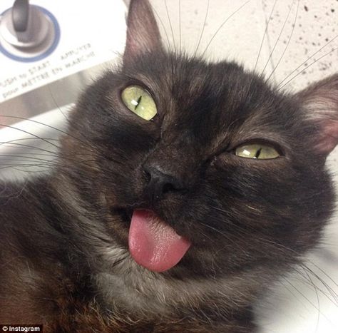 Mr Magoo is one of several tongue-out cats to shoot to fame on social media Cat Sticking Tongue Out Funny, Cat Tongue Out, Cat With Tongue Out, Cat Sticking Tongue Out, Tongue Out, Cat Adorable, Mr Magoo, Cat Napping, Funny Profile