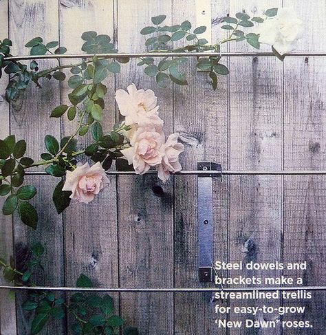 Goldberg/Biber garden | Carroll Gardens, Brooklyn Designed b… | Flickr Wire Trellis, Modern Trellis, Rose Trellis, Diy Trellis, Garden Vines, Have Inspiration, Backyard Fences, Rose Bush, Climbing Roses