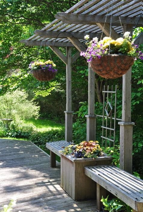 Three Dogs in a Garden: Creating a Sense of Privacy Garden Vines, Garden Arbor, Backyard Pergola, Three Dogs, घर की सजावट, Outdoor Pergola, Garden Trellis, Garden Structures, Backyard Patio Designs