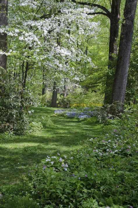 how conservation starts in your yard: doug tallamy on 'nature's best hope' - A Way To Garden Doug Tallamy, Tattoo Plant, Wooded Landscaping, Herbaceous Border, Forest Garden, Traditional Landscape, Woodland Garden, Memorial Garden, Forest Landscape