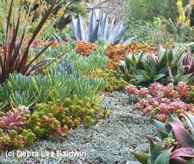 Aloes: Uses, Photos, IDs & Varieties - Debra Lee Baldwin Dymondia Margaretae, Aloe Striata, Garden Ladder, Silver Carpet, Succulent Landscape Design, Drought Tolerant Garden, Zone 10, Succulent Garden Design, Drought Tolerant Landscape