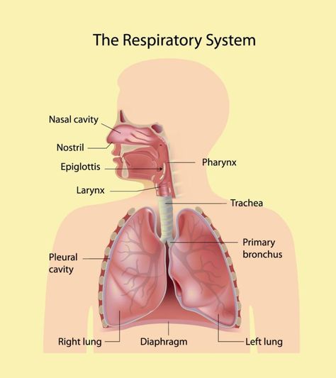 Respiratory System For Kids: Diagram, Parts, Functions, And Facts Digestive System For Kids, Michelangelo Sculpture, Zamalek Sc, Good Moral Stories, Thoracic Cavity, Trivia Questions For Kids, Human Respiratory System, Science Revision, Science Aesthetic