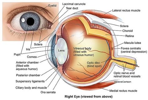 Eyeball Anatomy, Optometry Education, Human Eyeball, Eye Structure, Eye Anatomy, Eye Facts, Parts Of The Eye, The Human Eye, Human Anatomy And Physiology