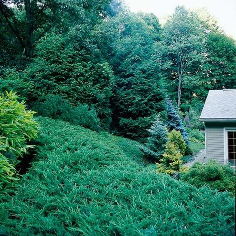 Blue Rug Juniper, Evergreen Landscape, Picea Pungens, Broadleaf Evergreen, Evergreen Garden, Mountain Laurel, Spruce Tree, Make An Impact, Deck Garden