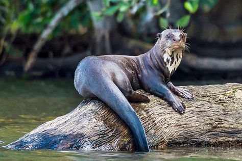 giant otter | Giant Otter Facts, Habitat, Diet, Life Cycle, Baby, Pictures Otter Facts, Giant Otter, Giant River Otter, Amazon Rainforest Animals, River Turtle, Amazon Animals, River Otters, River Monsters, Small Mammals