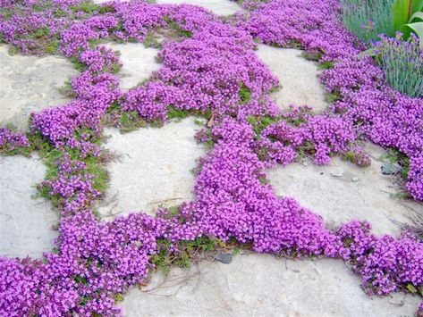 Creeping Thyme Stepping Stones, Red Creeping Thyme Lawn, Creeping Thyme Lawn, Thyme Lawn, Backyard Corner, Creeping Plants, Red Creeping Thyme, Farmhouse Estate, Wooly Thyme