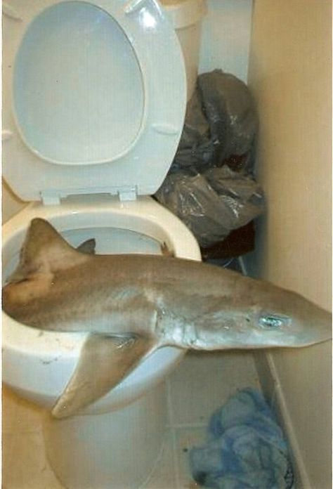 Shark lol Meme Caption, Bathroom Smells, Bad Memes, The Shark, Youtube Stars, Funny Animal Memes, Animal Memes, Amazing Stories, Dankest Memes