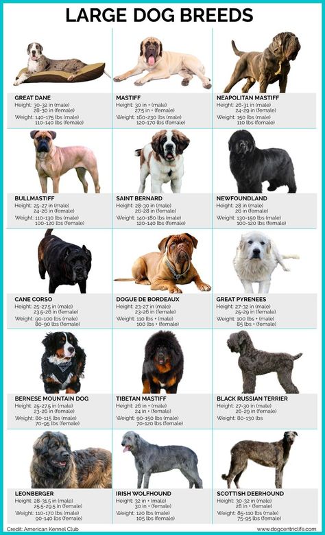 Adorable Dog Breeds, Big Breed Dogs, Dogs Breeds Names, Largest Dog Breeds, Beautiful Dogs Rare, Smart Dog Breeds, Medium Dogs Breeds, Big Fluffy Dog Breeds, All Dog Breeds List