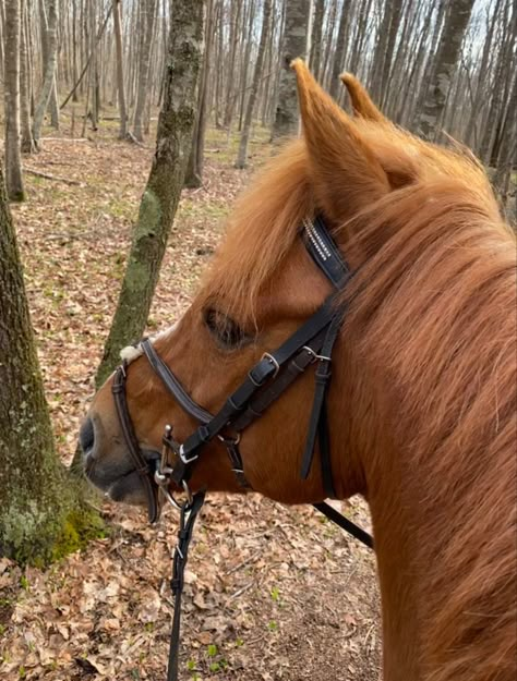 Mango Ideas, Chestnut Pony, Equestrian Summer, Horses Chestnut, Chestnut Horse Aesthetic, Dapple Chestnut Horse, Chestnut Overo Horse, Chestnut Horses, Sooty Chestnut Horse