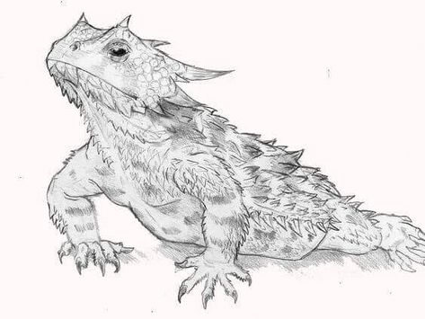 10+ Best Horned Lizard Tattoo Designs | PetPress Iguana Drawing, Lizard Clipart, Desert Lizards, Horned Frog, Lizard Tattoo, Horned Lizard, Carving Projects, Texas Ranch, Drawing Examples