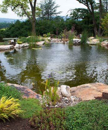 Large Pond, Farm Pond, Pond Waterfall, Pond Water Features, Pond Landscaping, Backyard Water Feature, Pond Design, Diy Backyard Landscaping, Large Backyard