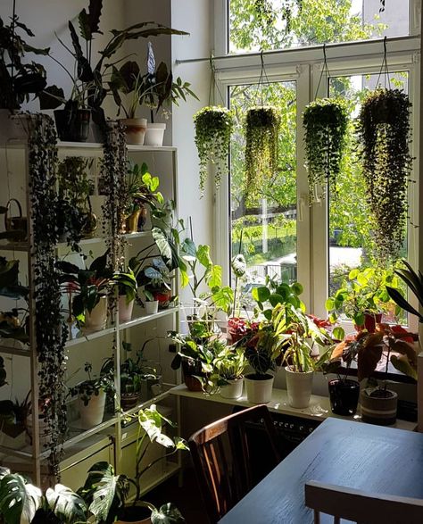 All the drape-y plants~ Boho Patio, Hanging Plants Indoor, Patio Plants, Plant Decor Indoor, Plant Aesthetic, Patio Interior, Planter Stand, Room With Plants, Boho Interior