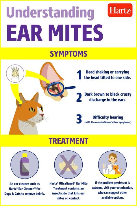 Is your cat showing symptoms that are making you worry? It could be a case of ear mites. Although they're common in cats, it's important to take the proper steps to treat ear mites. Click here to learn more! #Cats #PetSafety #CatCare #PetTrainingTips Cat Ear Mites Remedies Home, Ear Mites In Cats Remedy, Ear Mites In Dogs Remedies, Cat Ear Cleaner Diy, Ear Mites In Cats, Clean Cat Ears, Cat Ear Mites, Cat Healing, Dog Ear Mites