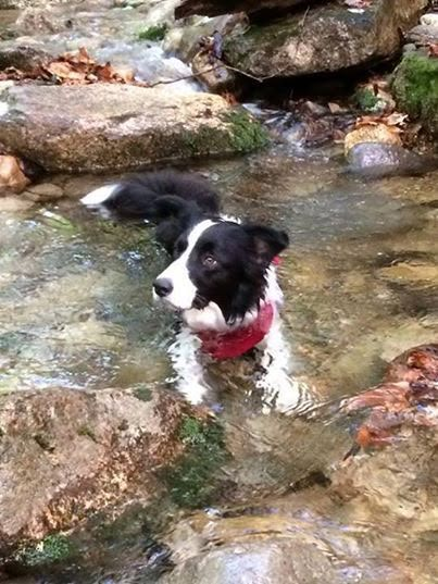 Border collies Border Collie Swimming, Border Collies Aesthetic, Border Collie Black And White, Border Collie Black, Border Collie Herding, Border Collie Colors, Dog Tips, Herding Dogs, Border Collie Dog