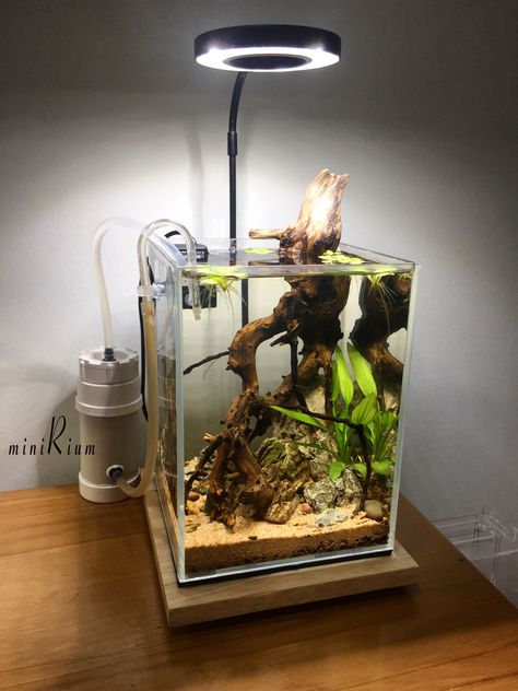 Biotope Aquarium, Custom Aquarium, Water Fountain Design, Aquarium Garden, Aquarium Set, Fish Tank Terrarium, Aquascape Design, Fish Tank Design, Betta Aquarium