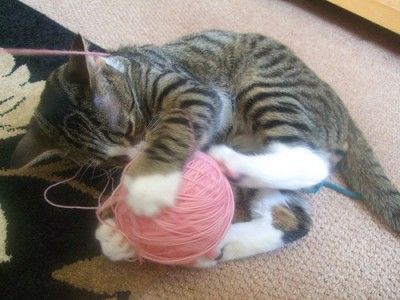 Cat vs. Yarn. Draw. Bite Me Aesthetic, Cat Playing With Yarn, Movement Of Animals, Embroidery Pillows, Cats Playing, Soft Kitty Warm Kitty, Sleepy Kitty, Silly Kitties, Dorm Art