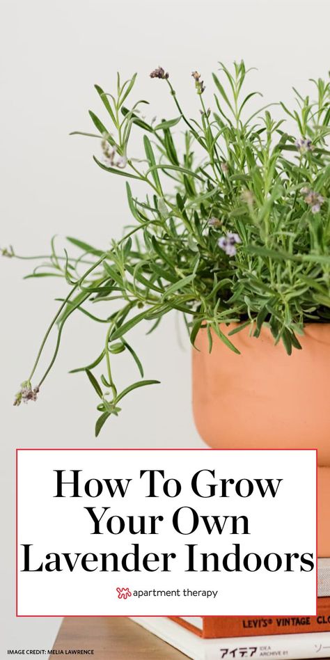 Grow Lavender Indoors, Lavender Plant Indoors, Growing Lavender Indoors, Indoor Lavender Plant, Lavender Indoors, Lavender Plant Care, Lavender Care, Grow Lavender, Growing Lavender