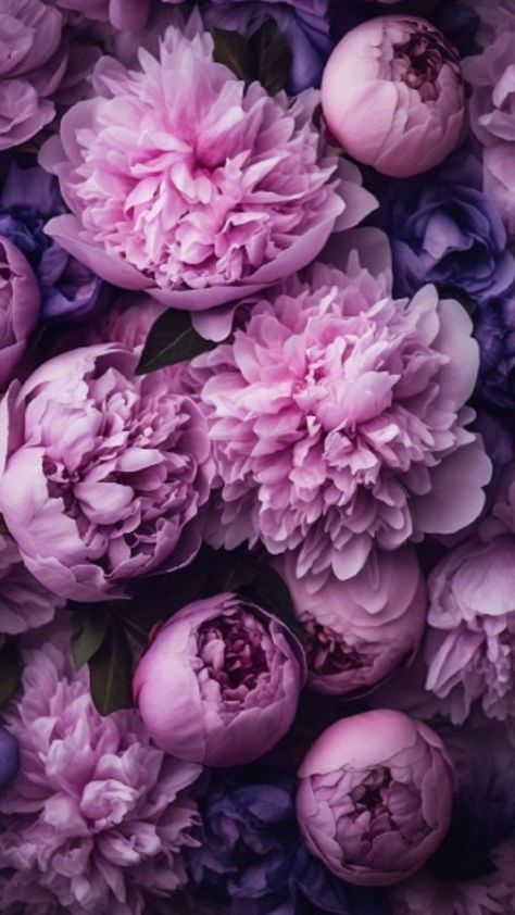 IT IS A VERY BEAUTIFUL FLOWERS Phone Wallpaper Pastel, Peony Wallpaper, Purple Peonies, Lovely Flowers Wallpaper, Flower Iphone Wallpaper, Wallpaper Pastel, Beautiful Bouquet Of Flowers, Flower Phone Wallpaper, Pretty Wallpapers Backgrounds