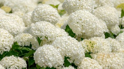 Incrediball Hydrangea Companion Plants, Incrediball Hydrangea Care, Japanese Water Garden, Bobo Hydrangea, Incrediball Hydrangea, Hydrangea Tree, Hydrangea Landscaping, Types Of Hydrangeas, Big Leaf Hydrangea