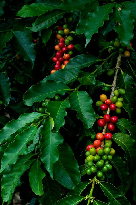 Coffee Tree Photography, Coffee Plant Photography, Fruit Trees In Garden, Coffee Tree Illustration, Trees In Garden, Coffee Bean Tree, Fruits And Vegetables Images, Coffee Cherry, Coffee Plants