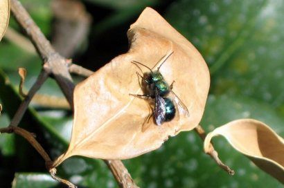 BEES HOW TO HAVE SOME OF YOUR OWN Mason Bee House, Wildflower Photo, Solitary Bees, Mason Bees, Bee House, Bird Garden, Native Plants, Organic Gardening, Backyard Garden