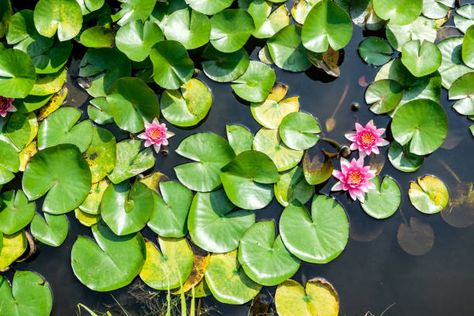 Lily Pad From Above Stock Photos, Pictures & Royalty-Free Images - iStock Lily Pad From Above, Water Lily From Above, Painting Themes, Pond Animals, Pond Painting, Coloring Inspiration, Lily Pond, Water Design, Koi Pond