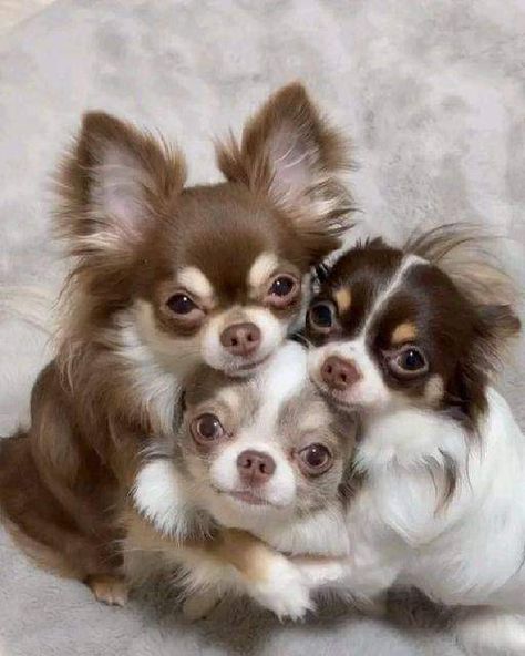 Psy Chihuahua, Big Dogs Breeds, Biggest Dog In The World, Tiny Puppy, Biggest Dog, Teacup Chihuahua Puppies, Cute Teacup Puppies, Chihuahua Funny