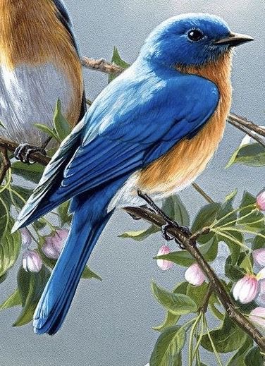 Wallpaper Of Love, Birds Wallpaper Hd, Birds To Paint, Bird Painting Acrylic, Painting Birds, Eastern Bluebird, Bird Paintings, Wildlife Paintings, Wallpaper Love