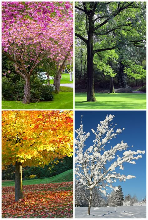 winter spring summer fall | ... asks: Why are the seasons called winter, spring, summer, and fall Four Seasons Art, Seasons Lessons, Tree Collage, Collage Landscape, Free Art Prints, Landscape Canvas Art, Seasons Art, Winter Print, Seasons Of Life