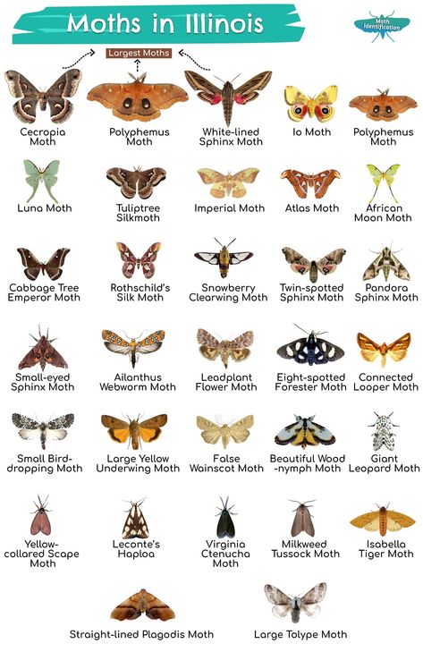 Types of Moths in Illinois Crawling Animals, Giant Leopard Moth, Io Moth, Giant Moth, Types Of Moths, Leopard Moth, Cecropia Moth, Large Moth, Moth Species