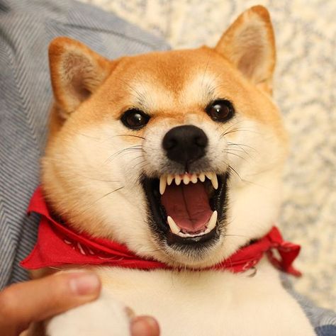 Hangry shibe lol Slot Png, Nice Teeth, Shiba Inu Dog, Lovely Creatures, Aggressive Dog, Cute Funny Dogs, Dog Behavior, Dog Memes, Shiba Inu