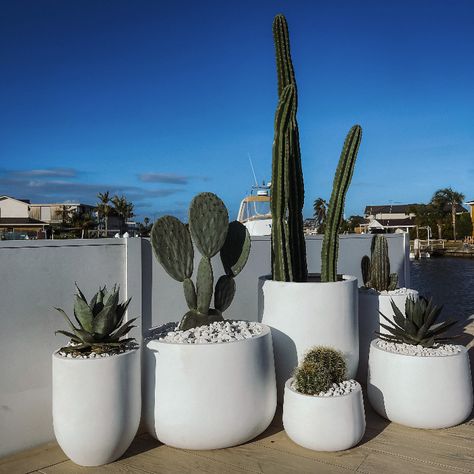 Desert Potted Plants, Cactus In Pots Outdoor, Pool Planters, Palm Springs Garden, Front Porch Landscape, Pool Deck Decorations, Arizona Homes, Poolside Decor, Porch Landscaping