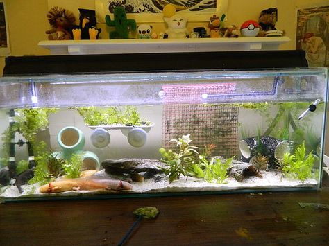 Silly Axolotls | Complete Axolotl Caresheet Axolotl Enclosure, Axolotl Tank Ideas, Axolotl Care, Cool Fish Tank Decorations, Axolotl Tank, Axolotl Cute, Fish Tank Themes, Cool Fish Tanks, Betta Tank