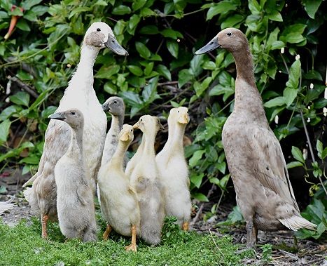 INDIAN RUNNER DUCKS Flightless, prolific egg laying, garden pest munching friend of farm or homestead Indian Runner Ducks, Duck Breeds, Runner Ducks, Pet Ducks, Duck House, Dog Runs, Hobby Farms, Swans, 귀여운 동물