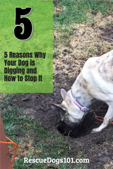 Why does your dog dig? Dig in dirt, garden, grass, sand? Here are 5 reasons why and how to stop your dog from digging. Digging Area For Dogs, Dig Proof Dog Run, Dog Digging Pit, Digging Pit For Dogs, Stop Dog Digging Holes Yards, How To Keep A Dog From Digging, How To Stop A Dog From Digging, How To Keep Dogs From Digging, How To Stop Dogs From Digging