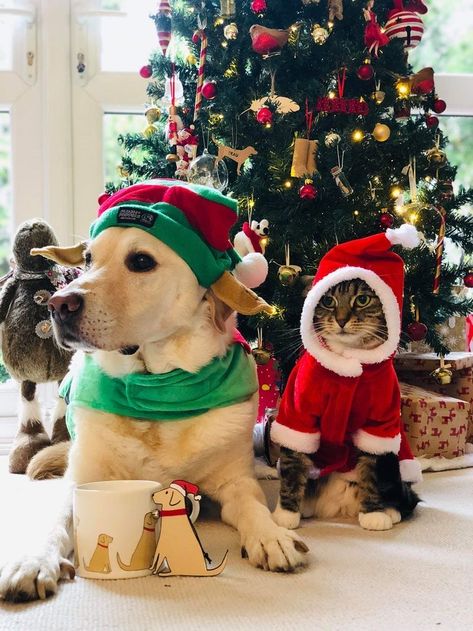 Mery Crismas Picture, Dog And Cat Christmas Pictures, Christmas Cat Pictures, Matching Christmas Pfps, Dog Family Pictures, Christmas Pet Photos, Dog Christmas Photos, Holiday Card Pictures, Christmas Widgets