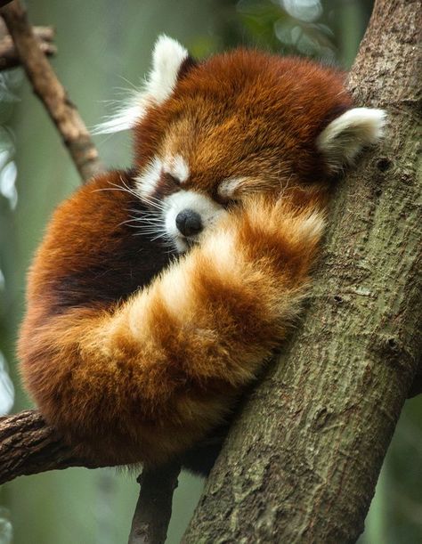 Sleepy red panda fluff ball <3 Red Panda Sleeping, Sleeping Animals, Red Pandas, Baby Red, Second Choice, Airbrush Art, Favorite Animal, Red Panda, Cute Creatures