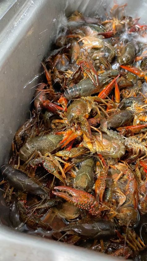 saigonhousehtx on Instagram: @saigonhousehtx crawfish season is going strong! Get your good eats today! #houstonfoodies #SaigonHouse #SaigonHouseHTX #Houston #Cajun… Louisiana Crawfish, Childhood Images, Crawfish Season, Crawfish Boil, Japchae, Good Eats, Louisiana, Houston, Drinks