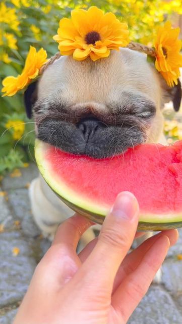 Pug Profile Pictures, Puppy Pug, Pugs Cute, Aesthetic Pug Wallpaper, Pug Dog Wallpaper, Watermelon Dog, Cute Pug Wallpaper, Lou Lou The Pug, Pug Dogs