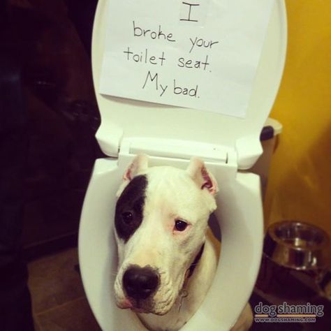 I heard a loud crash from our bathroom and discovered our Dogo Argentino, Baron, had somehow managed to completely break the seat off of the... Good Morning Dogs Funny, Good Morning Dogs, Dog Shaming Photos, Cleaning Quotes Funny, Dog Shaming Funny, Animal Shaming, Guilty Dog, Dog Shaming, Dogs Funny