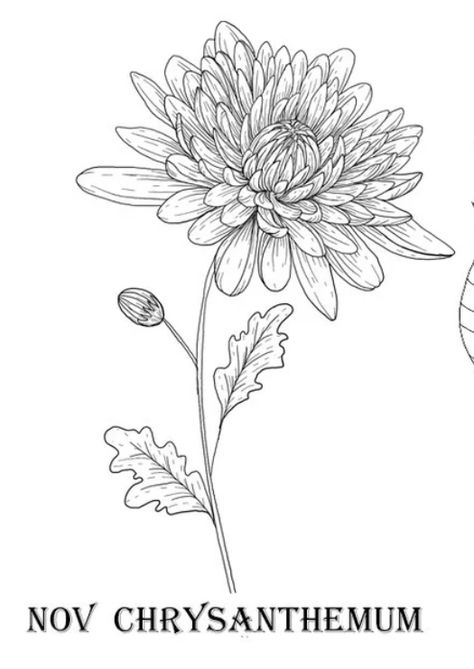 Chrisantemum Flower Tattoo Design, Crysthanamum Drawing, Chrysanthemum Flowers Tattoo, Mums Flowers Drawing, Chrisathimum Tattoo, Chrysanthemum Tattoo Drawing, Crysamthmum Flower Tattoo Design, Crysantenum Flower Illustration, Dahlia Line Art