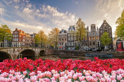 Amsterdam Wallpaper Desktop, 4k Pc Wallpaper 1920x1080 Aesthetic, Netherlands Wallpaper, Amsterdam Landscape, Amsterdam Wallpaper, Folio Ideas, Amsterdam Aesthetic, Amsterdam Tulips, History Aesthetic