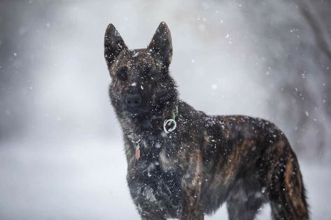 Dutch Shepherd Aesthetic, Shepherd Aesthetic, Ranch Animals, Dog Reference, Dutch Shepherd Dog, Malinois Puppies, Dutch Shepherd, White Swiss Shepherd, K9 Unit