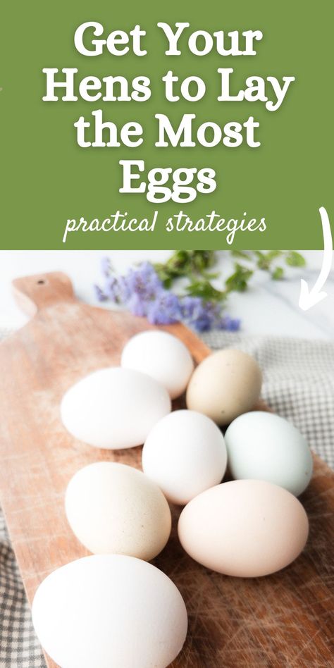 Ever wonder how you can increase the number of eggs from your chickens? This comprehensive guide will take you through the steps of ensuring your chickens are well cared for, resulting in a higher egg production capacity. From their diet, light exposure, and nesting box comfort to understanding natural egg-laying patterns, we will explore and demystify the art of maximizing chicken egg production. Increase Egg Production In Chickens, How To Increase Egg Production Chicken, Chicken Egg Production, What To Feed Chickens, Egg Facts, Egg Laying Hens, Chicken Care, Egg Laying Chickens, Laying Hens