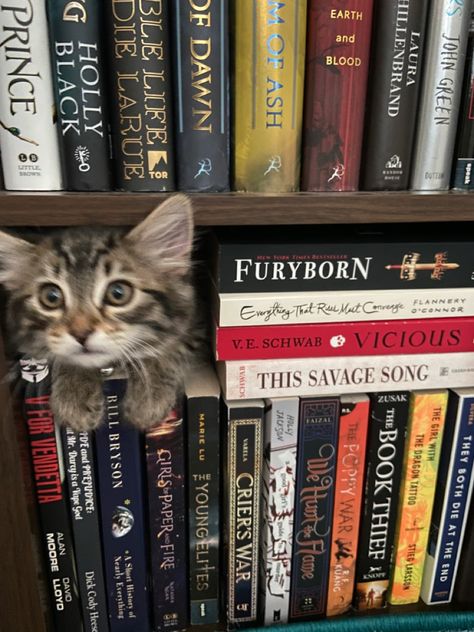 cat in the bookshelf Cats On Bookshelves, Cats In Library, Cat In Home Aesthetic, Cozy Bookshelf Aesthetic, Library Cat, Books And Cats, Cats And Books, Cat Tips, Cat Reading